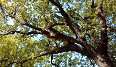 Uno degli alberi danneggiati