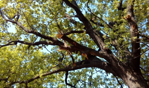 Uno degli alberi danneggiati