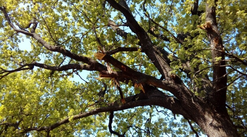 «Negli ultimi quattro anni 69mila alberi in più negli spazi pubblici». I pini saranno sostituiti
