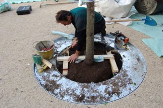 La Messa A Dimora Degli Alberi In Piazza Mazzini (2)