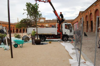 La Messa A Dimora Degli Alberi In Piazza Mazzini (3)