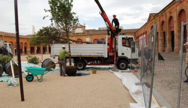 La Messa A Dimora Degli Alberi In Piazza Mazzini (3)