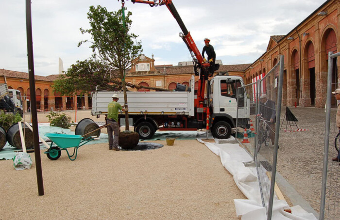 La Messa A Dimora Degli Alberi In Piazza Mazzini (3)