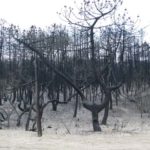 Pineta Ramazzotti Dopo L Incendio