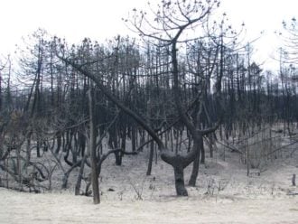 Pineta Ramazzotti Dopo L Incendio