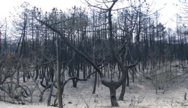 Pineta Ramazzotti Dopo L Incendio