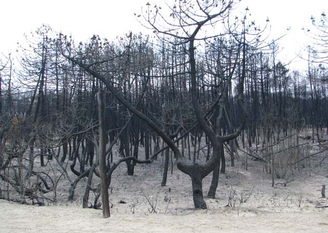 Pineta Ramazzotti Dopo L Incendio