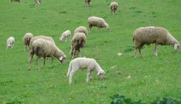 Agnello