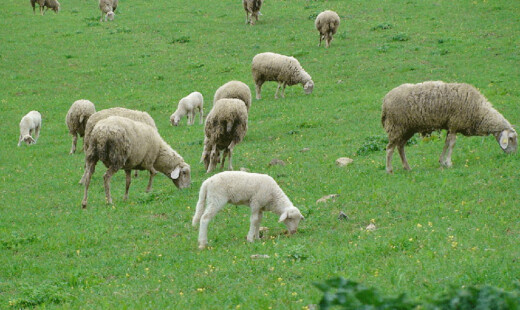 Agnello