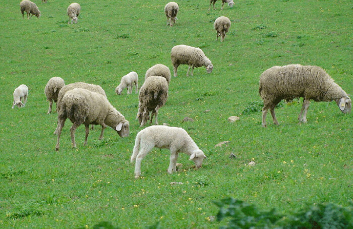 Agnello