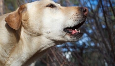 Cane Abbaia