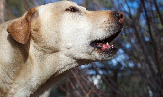 Cane Abbaia