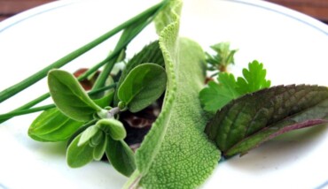 Erbe Aromatiche 017
