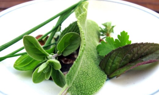 Erbe Aromatiche 017