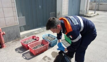 Sequestrati 55 chili di vongole al porto