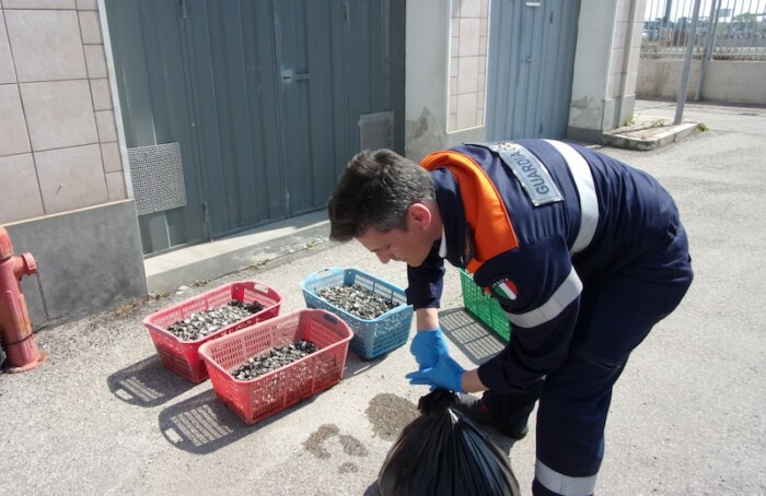 Sequestrati 55 chili di vongole al porto