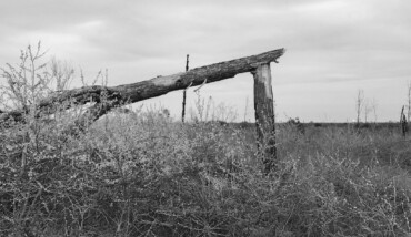 Solo come un albero (come un albero solo)
