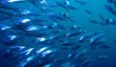 Banco Di Pesci Azzurri