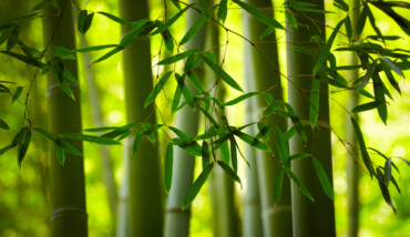 Bambu