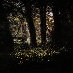 Le lucciole nel bosco di Fusignano (foto di Marco Maccolini)