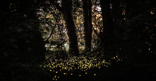 Le lucciole nel bosco di Fusignano (foto di Marco Maccolini)