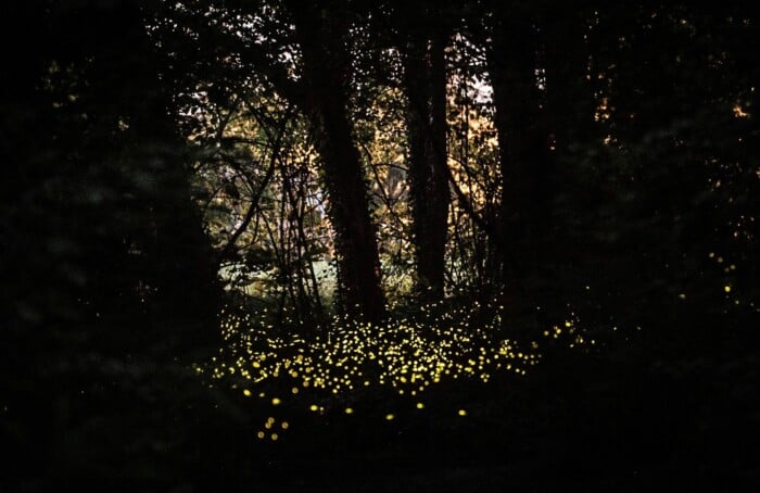 Le lucciole nel bosco di Fusignano (foto di Marco Maccolini)
