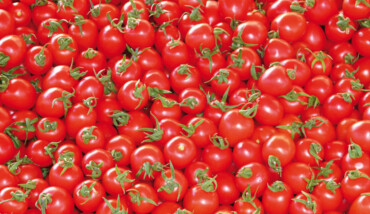 Pomodorini