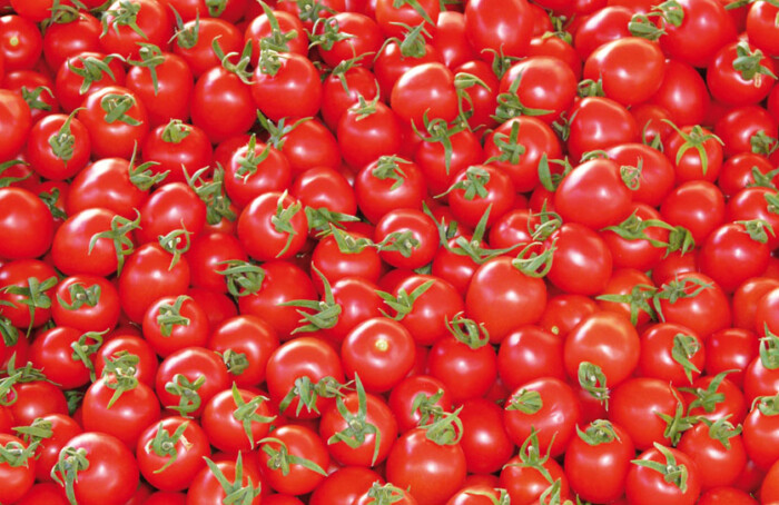 Pomodorini