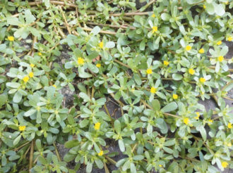 Portulaca