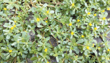 Portulaca