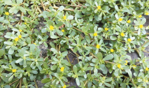 Portulaca