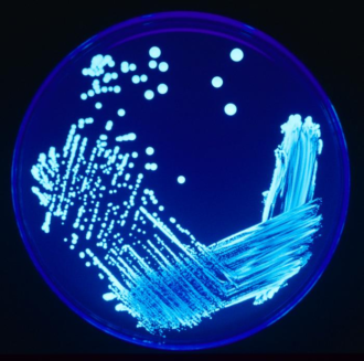 Legionella Plate 01