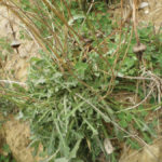 Rucola selvatica