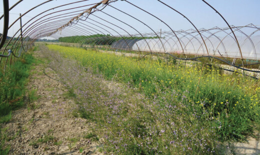 Una grande serra dell'azienda