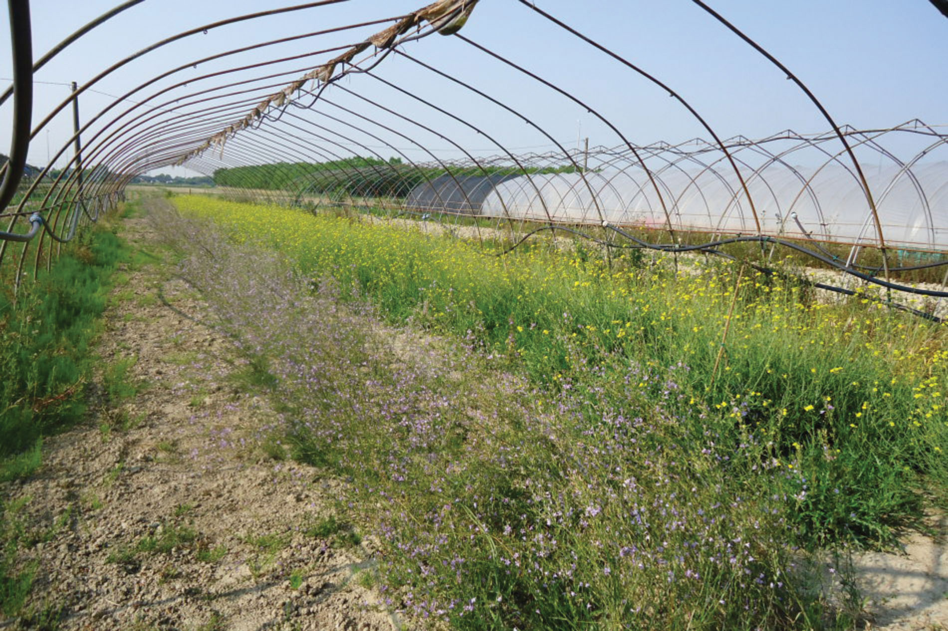 Una grande serra dell'azienda