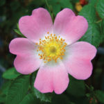 Rosa canina