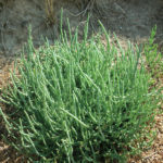 Salicornia