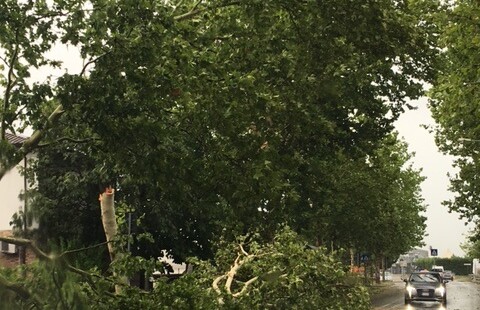 Albero Spezzato