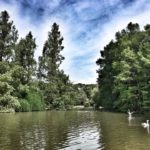 Il lago con i cigni del parco Bucci