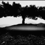 GREECE. Dodecanese Islands. Leros. The Spartan Tree. 1994.