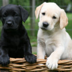 Labradors AP 0SA6F7 645sm8513