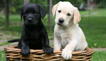 Labradors AP 0SA6F7 645sm8513