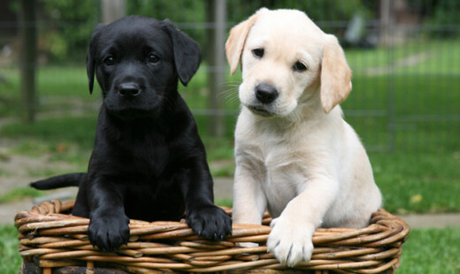 Labradors AP 0SA6F7 645sm8513