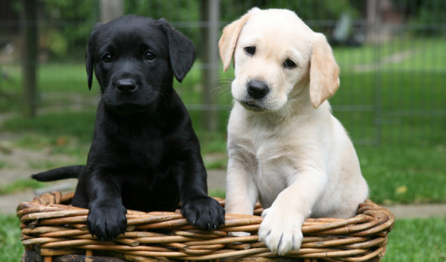 Labradors AP 0SA6F7 645sm8513