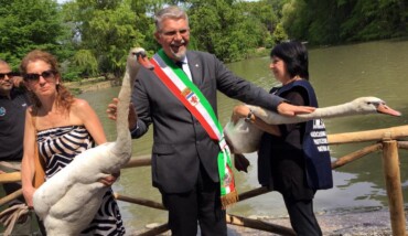 Il sindaco con i due cigni all'inaugurazione del parco Bucci