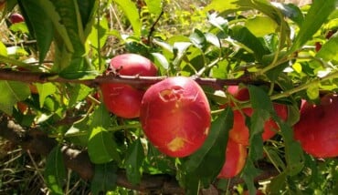 Mater Naturae Frutta