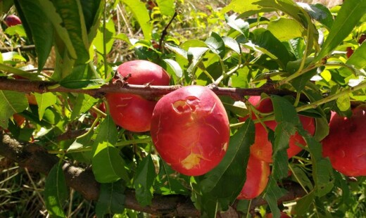 Mater Naturae Frutta