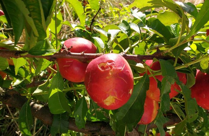 Mater Naturae Frutta