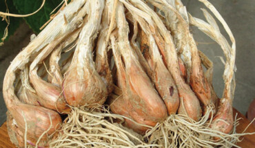 Scalogno