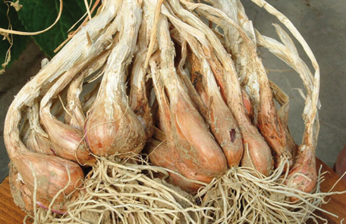 Scalogno